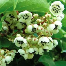Teravahambaline aktiniidia isataim